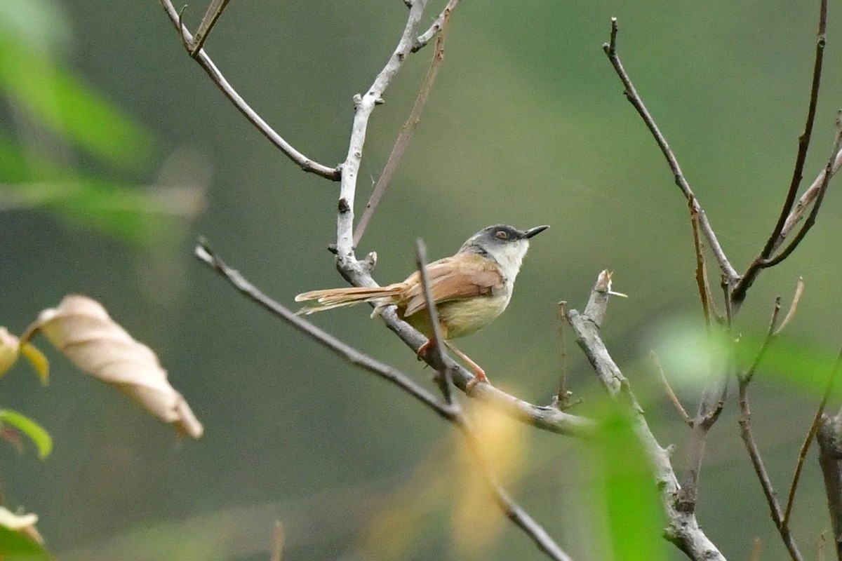 Gray-crowned Prinia - ML637262052