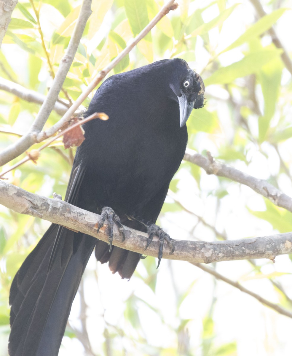 Great-tailed Grackle - ML637262077