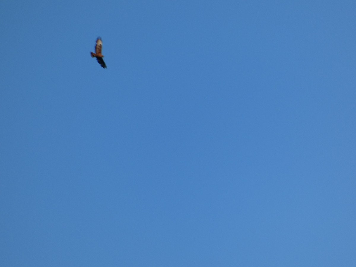 Common Buzzard (Steppe) - ML637262081