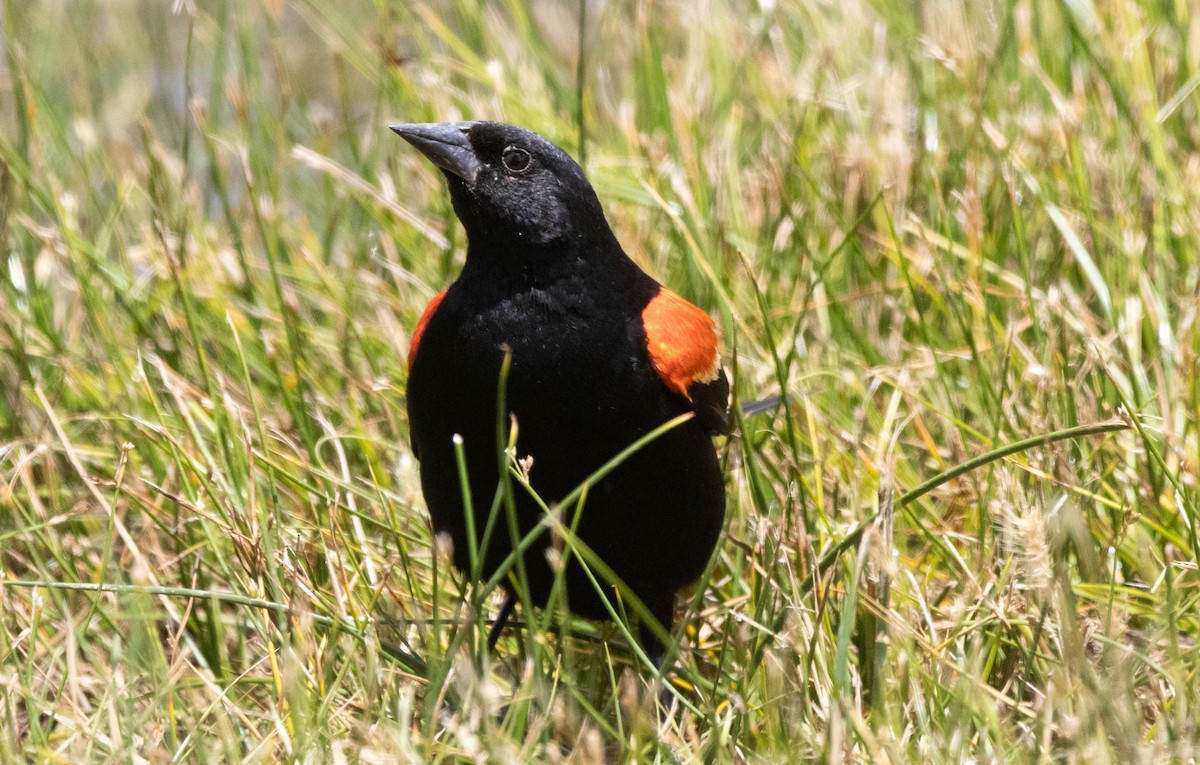 Red-winged Blackbird - ML637262085