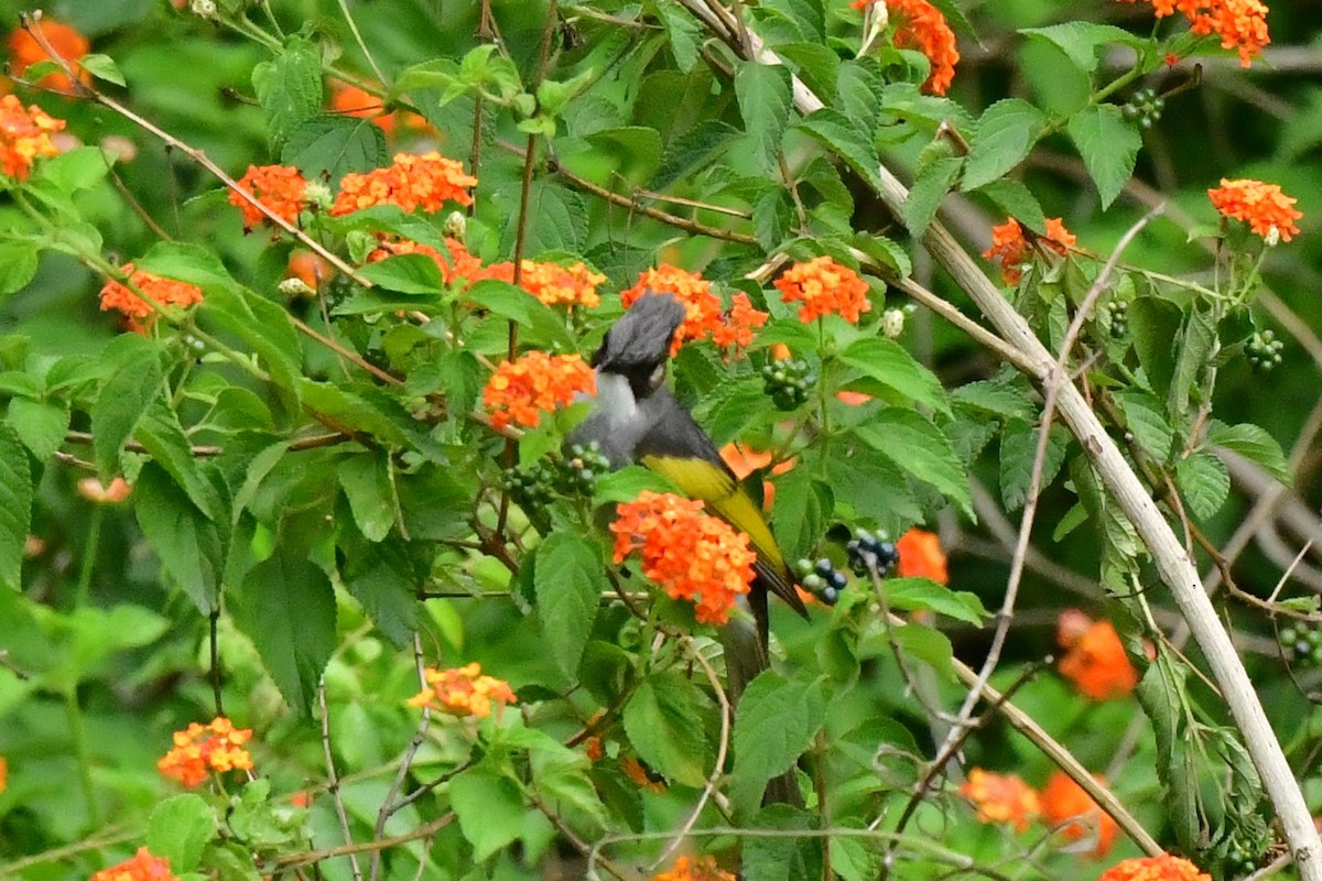 Ashy Bulbul - ML637262089