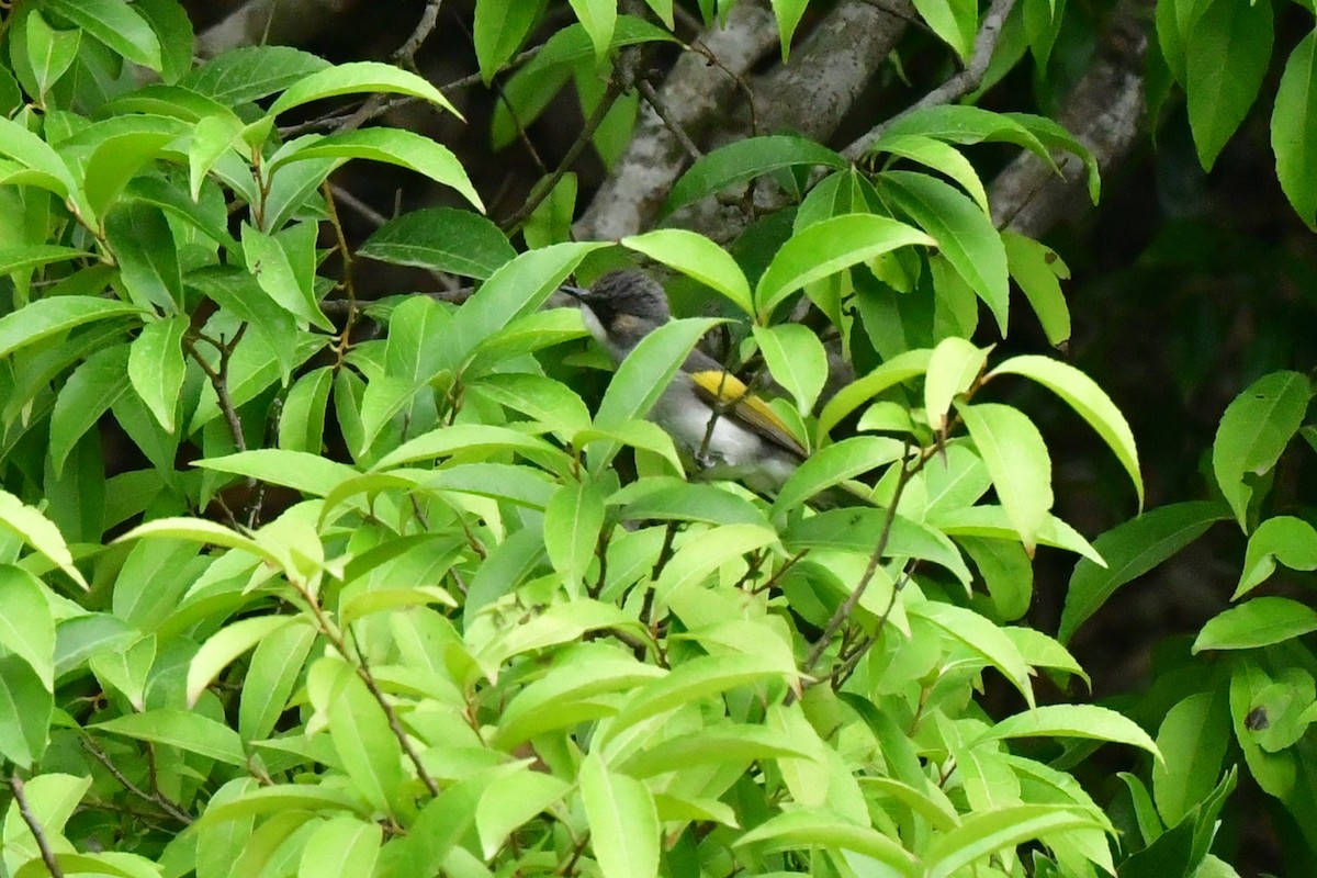 Ashy Bulbul - ML637262090