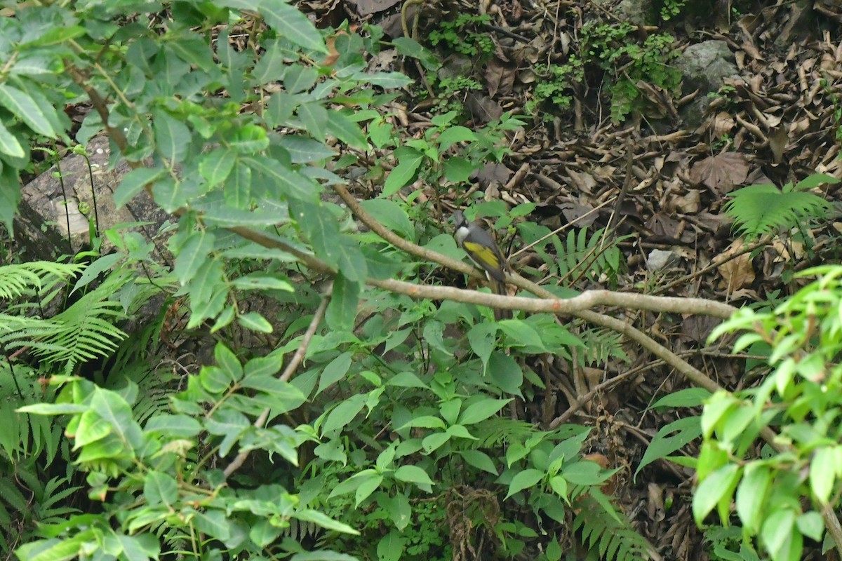 Ashy Bulbul - ML637262093