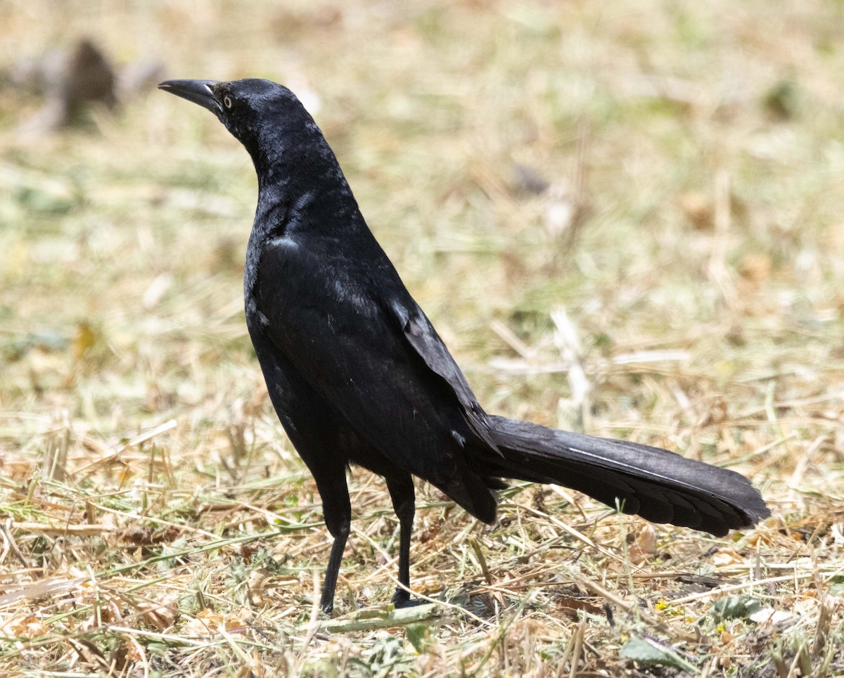 Great-tailed Grackle - ML637262107