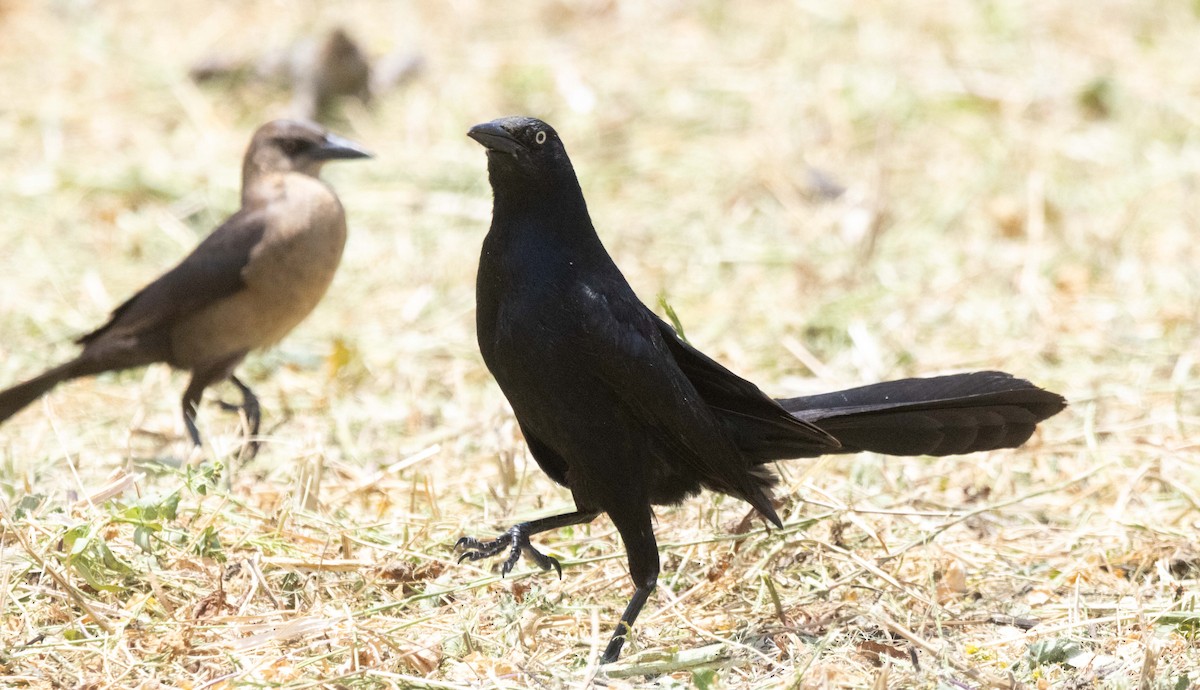 Great-tailed Grackle - ML637262118