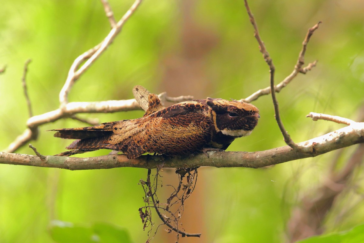 Great Eared-Nightjar - ML637262124