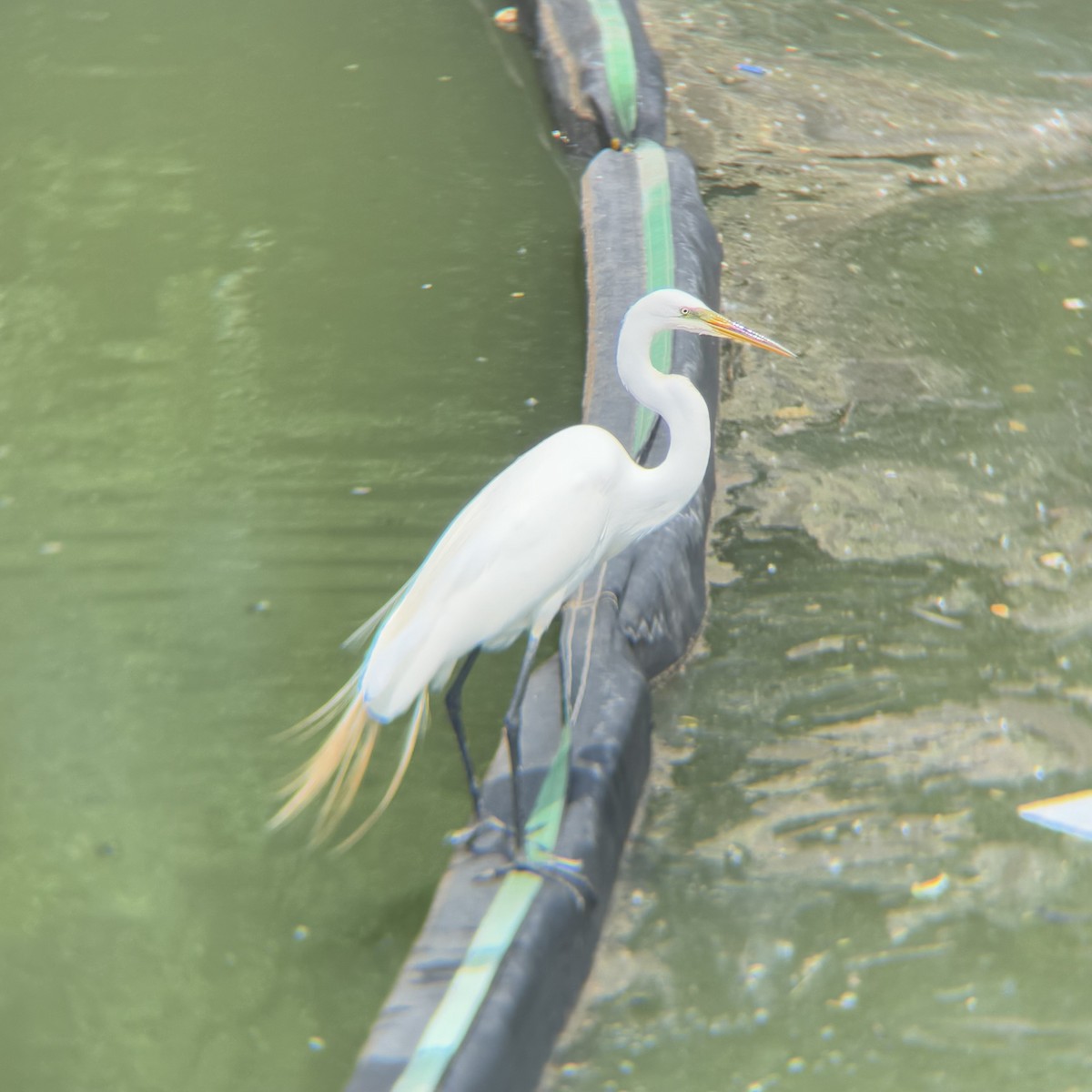 Great Egret - ML637262166