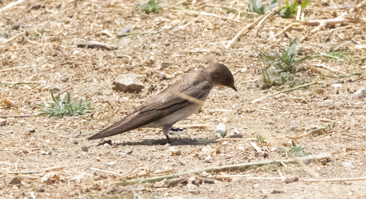 Northern Rough-winged Swallow - ML637262175