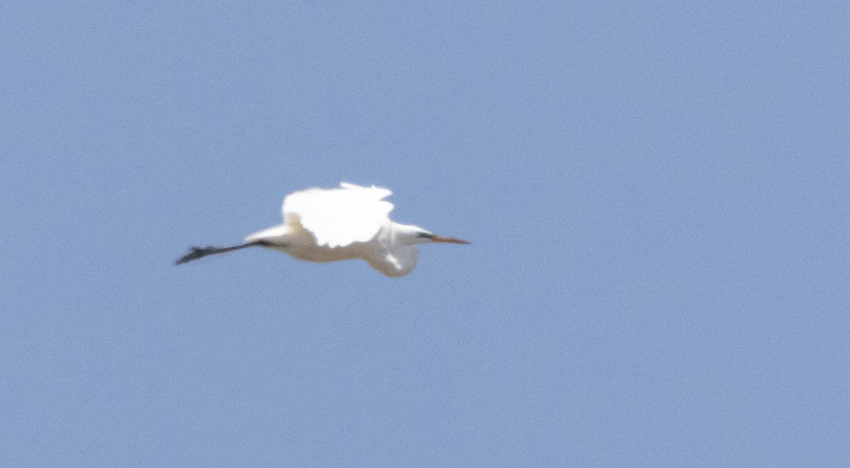 Great Egret - ML637262198