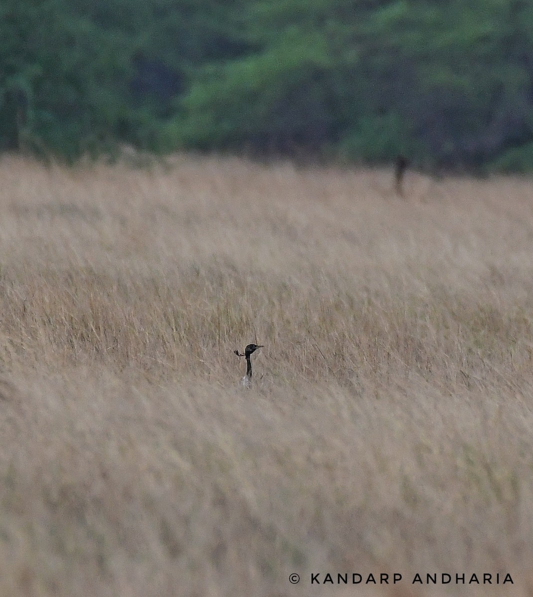 Lesser Florican - ML637262211