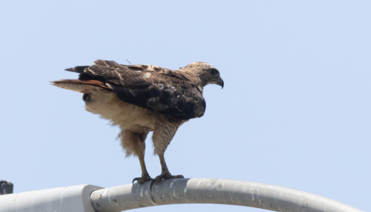 Red-tailed Hawk - ML637262213