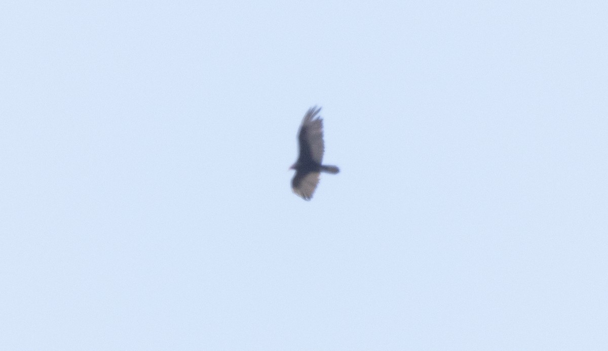Turkey Vulture - ML637262237