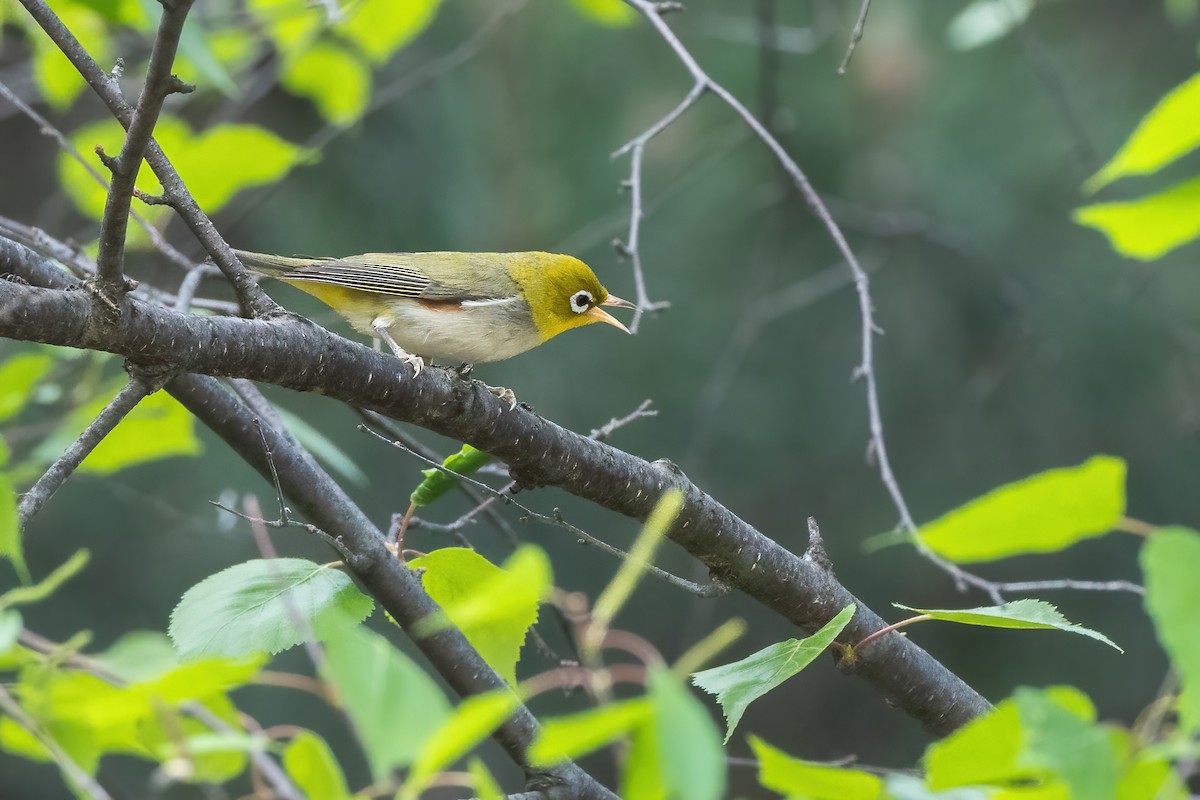 Chestnut-flanked White-eye - ML637262248