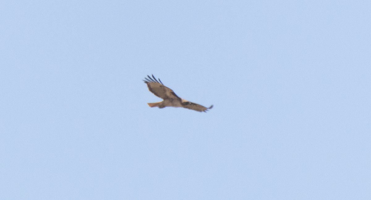 Red-tailed Hawk - ML637262250