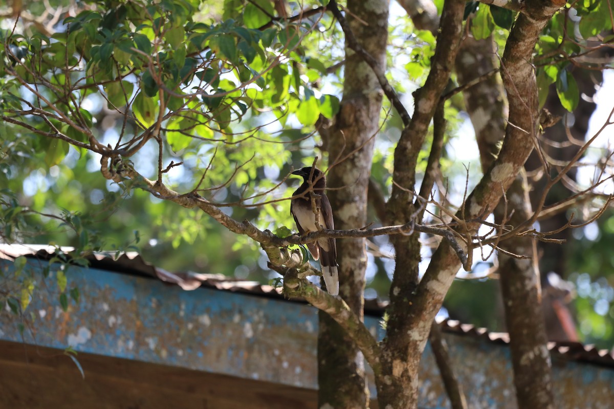 Brown Jay - ML637262354