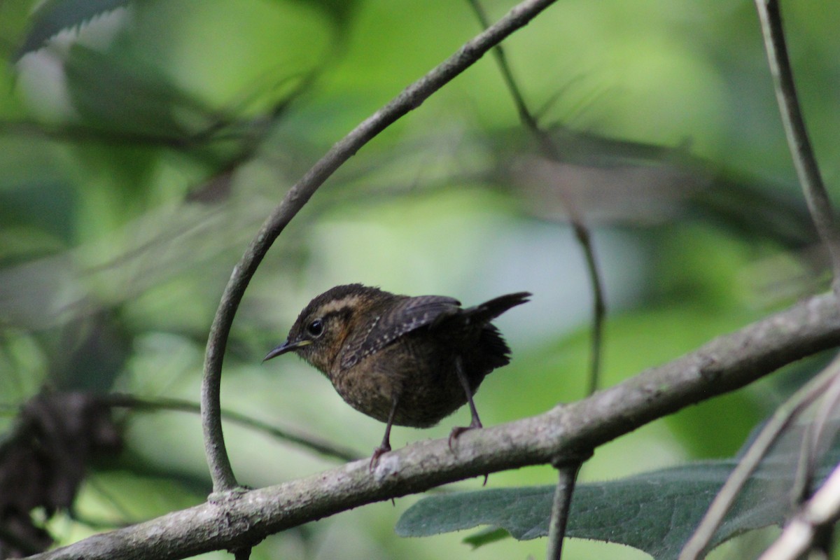 Rufous-browed Wren - ML637262417