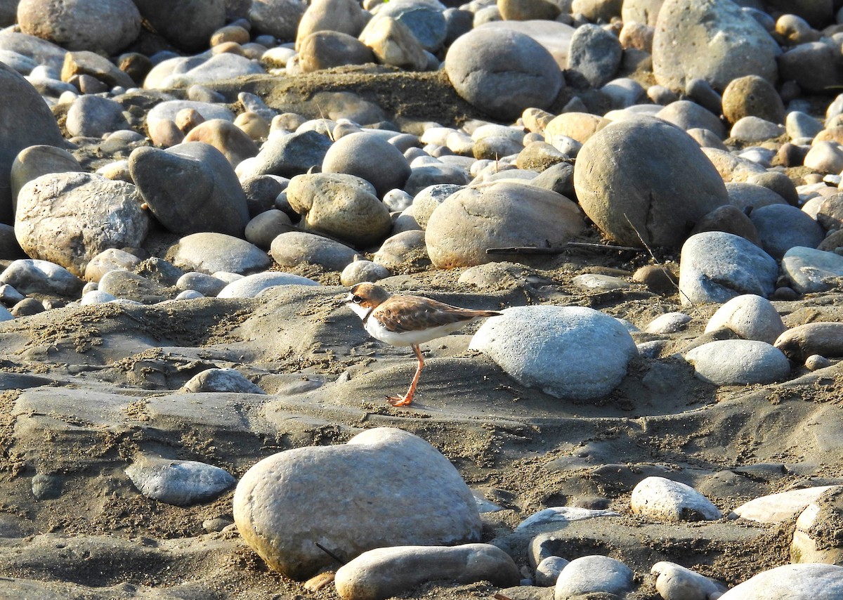 Collared Plover - ML637262480