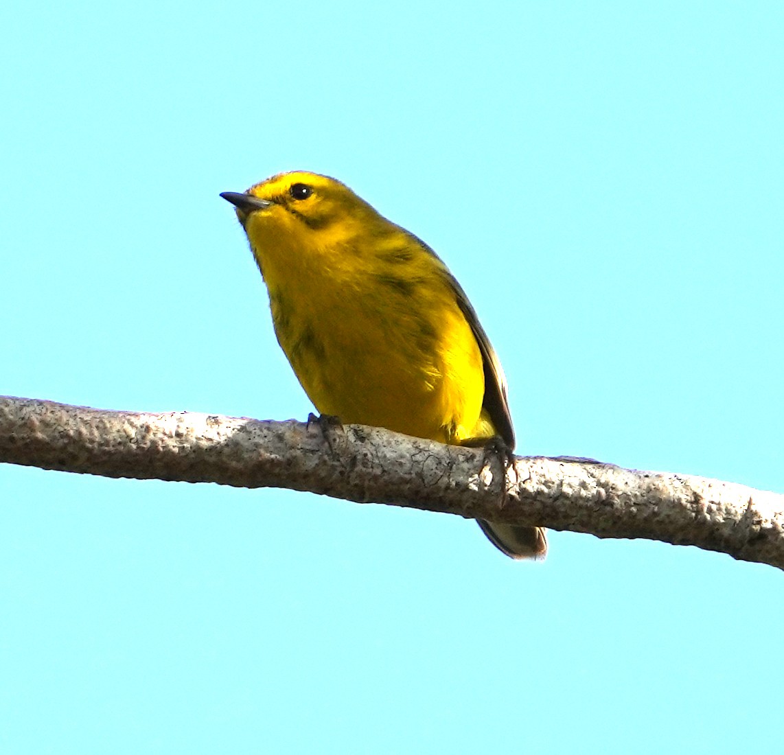 Vitelline Warbler - ML637262526