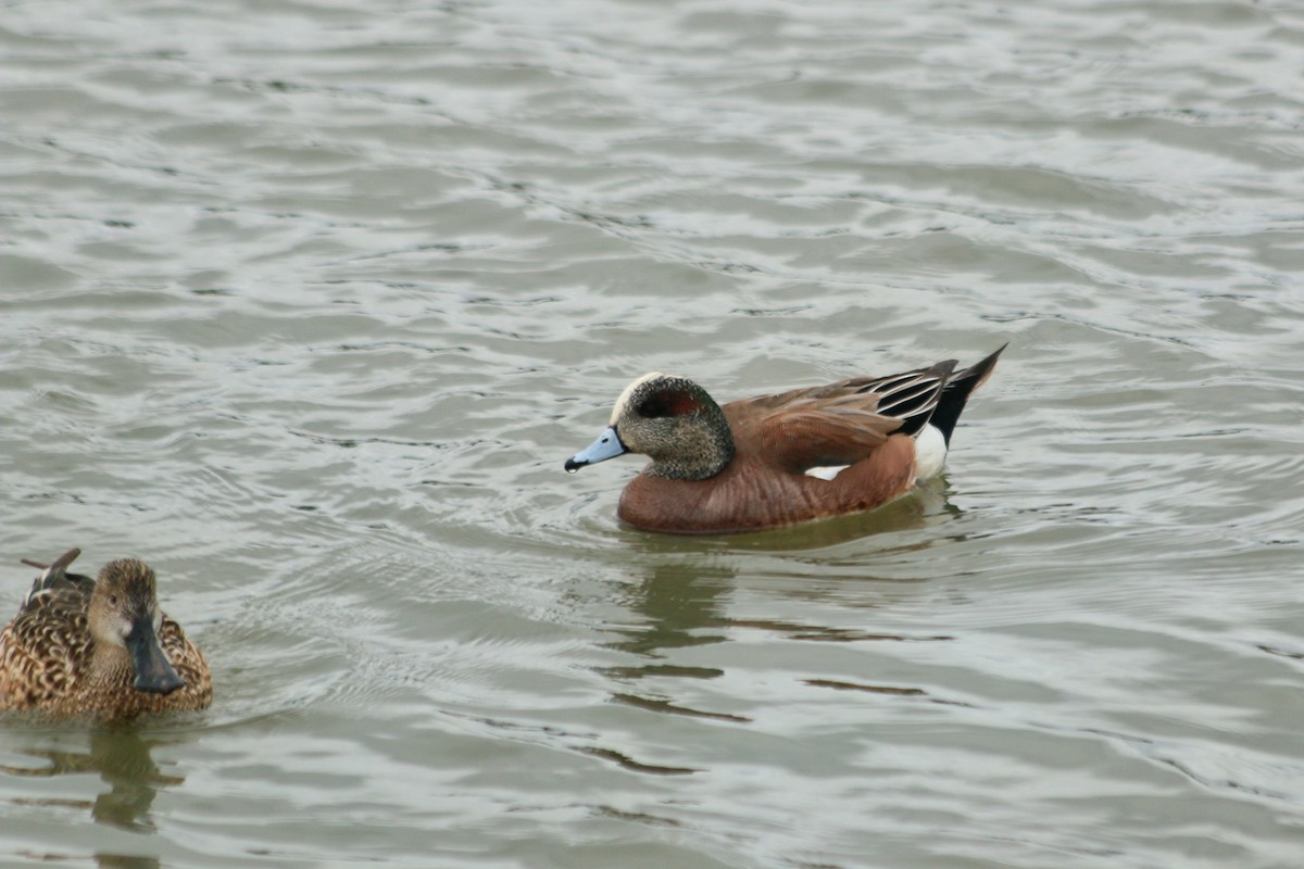 Eurasian x American Wigeon (hybrid) - ML637262542