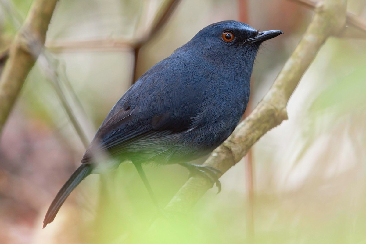 White-bellied Sholakili - ML637262553