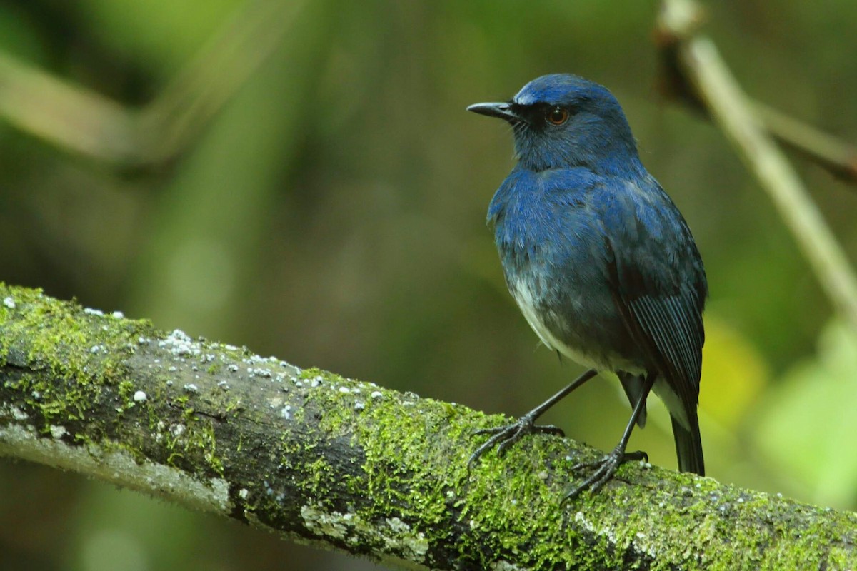 White-bellied Sholakili - ML637262554