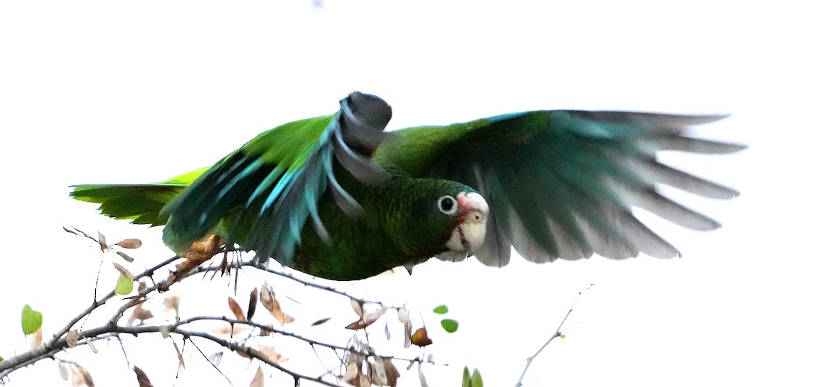 Cuban Amazon (Cayman Is.) - ML637262600