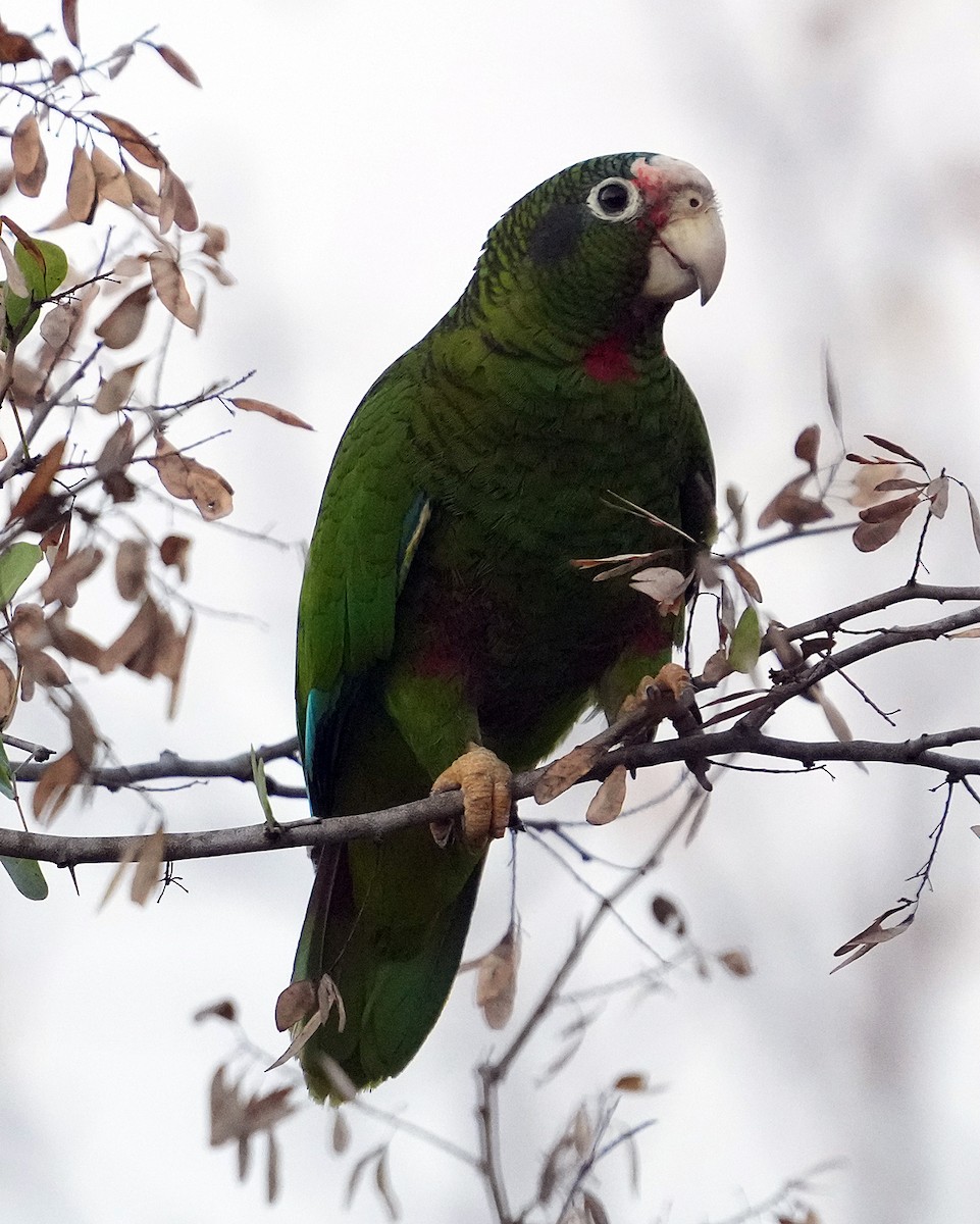 Cuban Amazon (Cayman Is.) - ML637262601