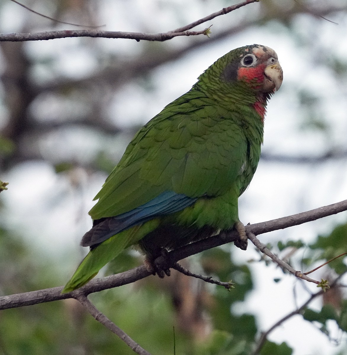 Cuban Amazon (Cayman Is.) - ML637262602