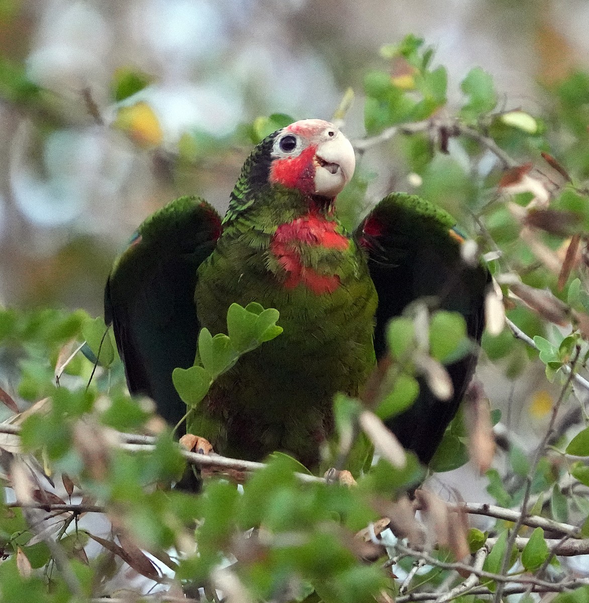 Cuban Amazon (Cayman Is.) - ML637262603