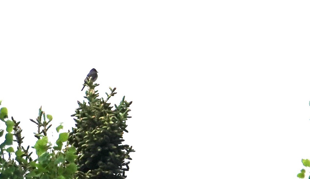 Canada Jay - ML637262622