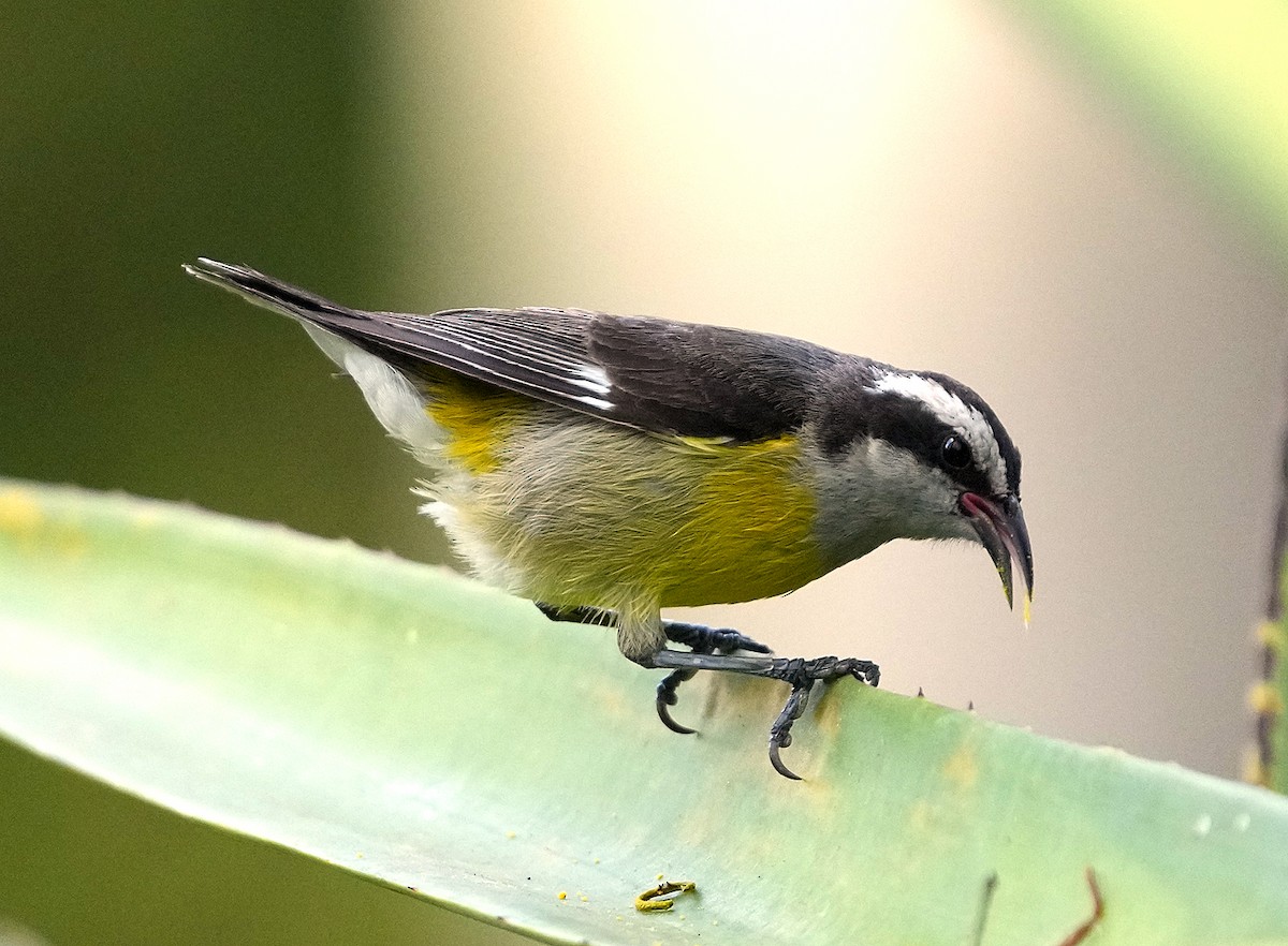 Bananaquit (Greater Antillean) - ML637262648