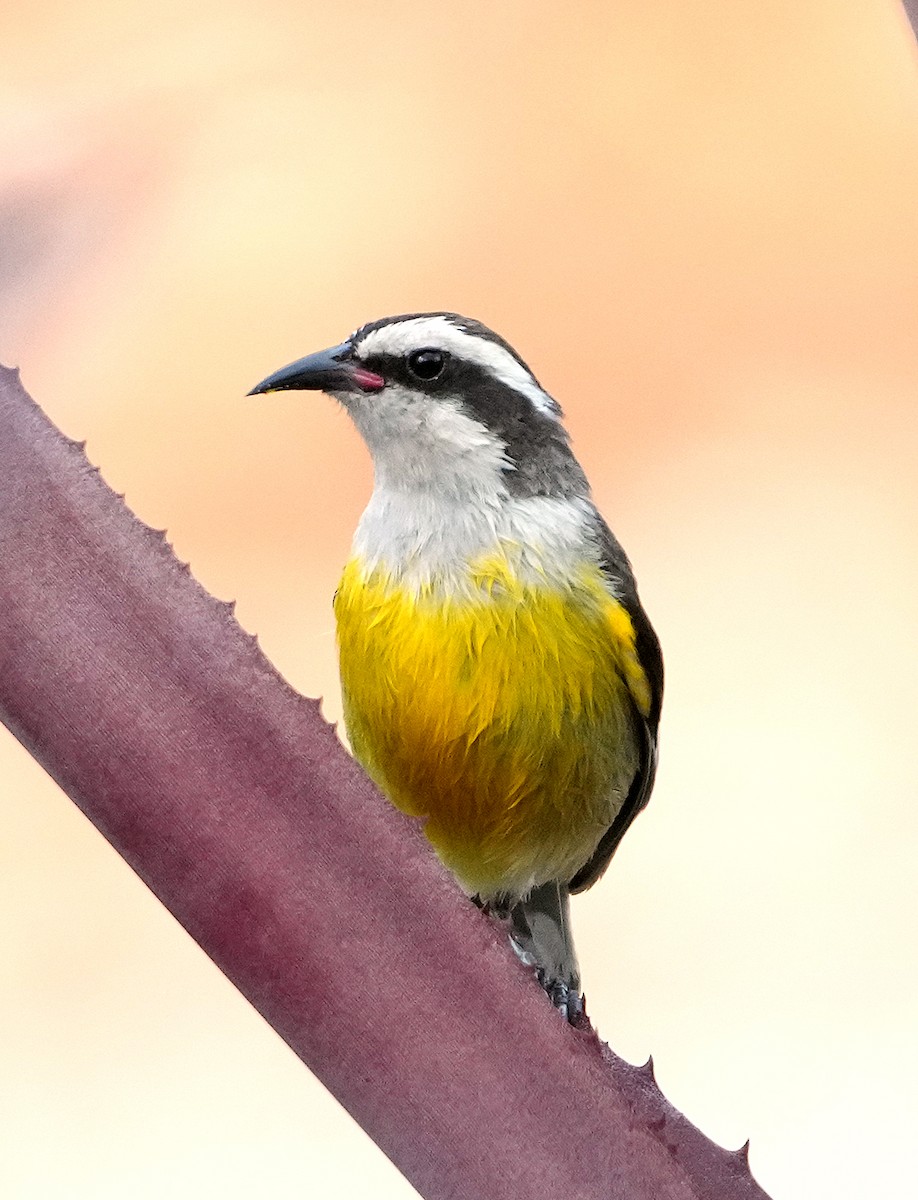 Bananaquit (Greater Antillean) - ML637262650