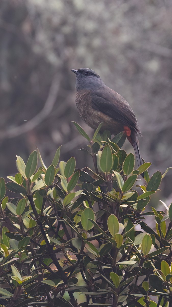 Braunbauchkotinga - ML637262653