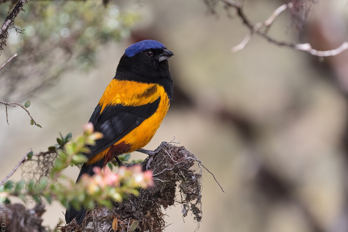 Goldrücken-Bergtangare - ML637262668