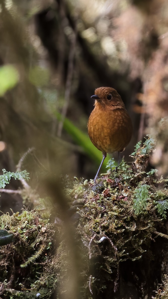 Chachapoyas Antpitta - ML637262679
