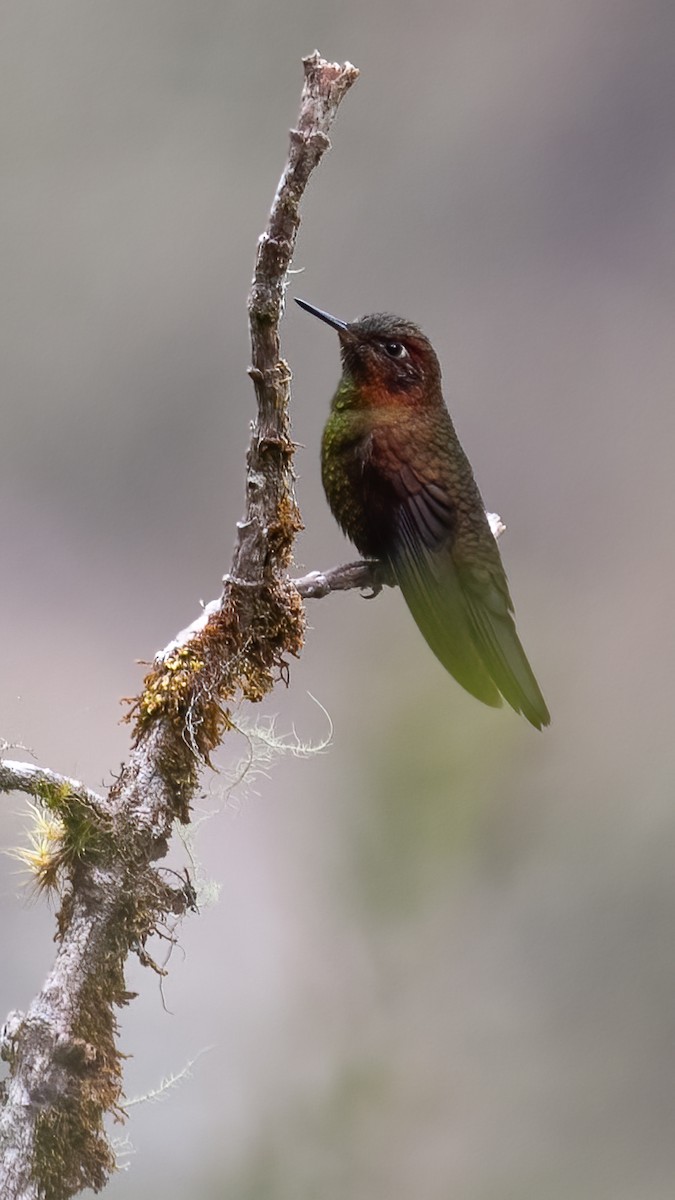 Kupferglanzschwänzchen - ML637262696