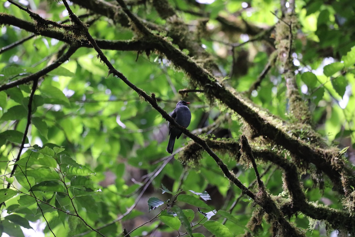 Black-faced Solitaire - ML637262705
