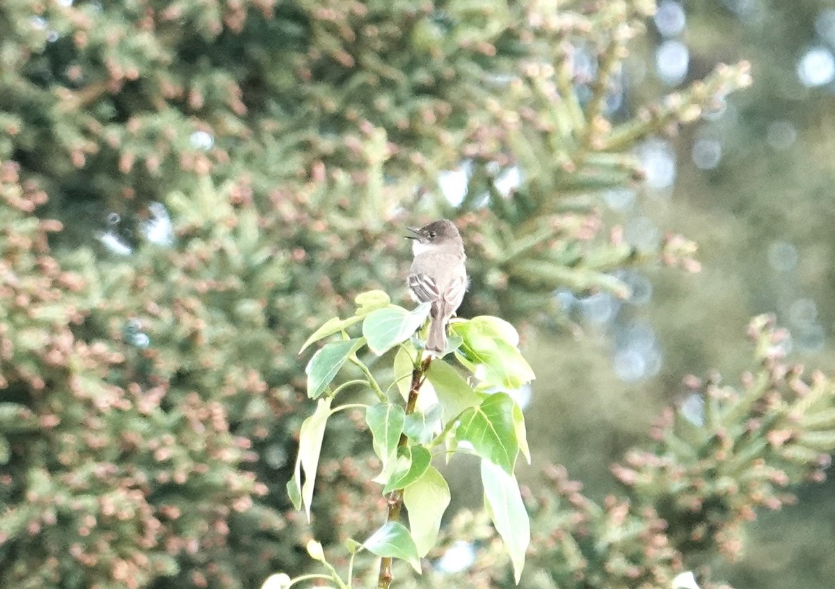 Eastern Phoebe - ML637262830
