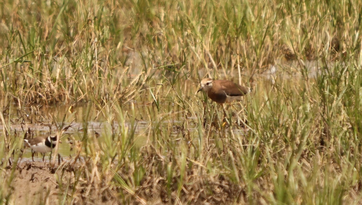 keptuška běloocasá - ML637262883