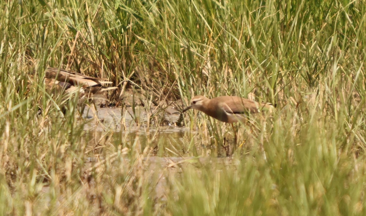 keptuška běloocasá - ML637262884