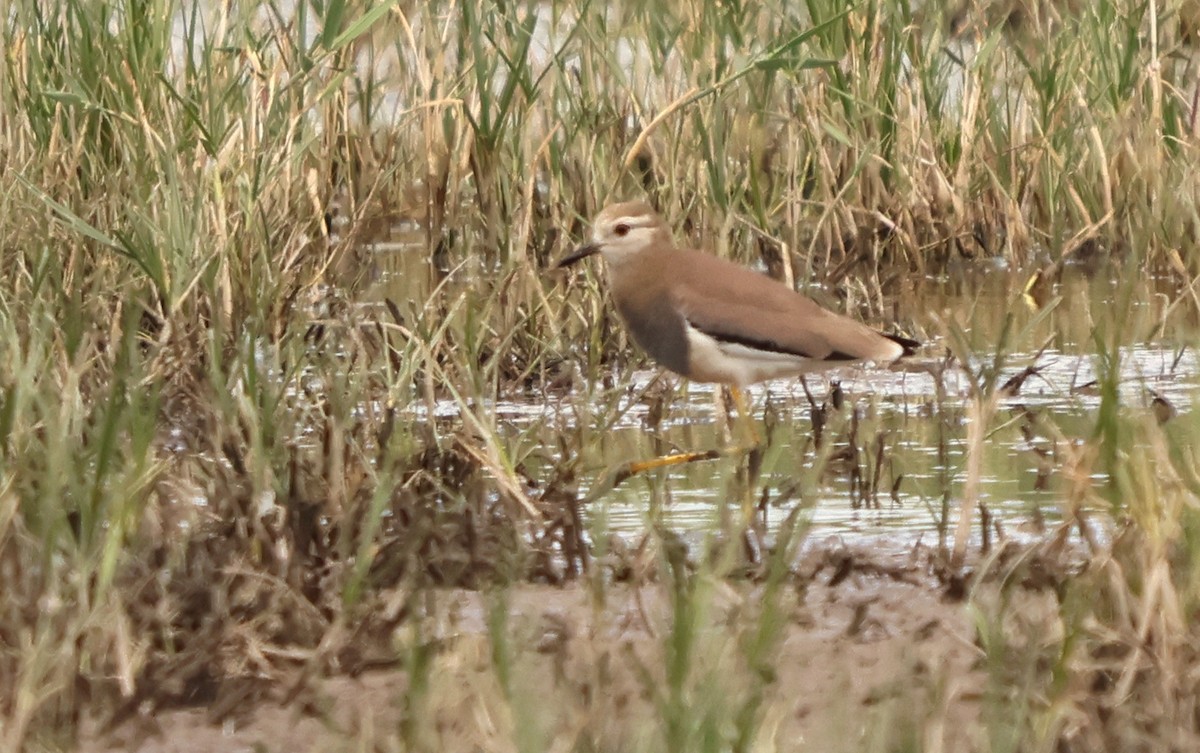 keptuška běloocasá - ML637262885