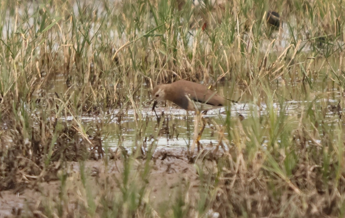 keptuška běloocasá - ML637262890