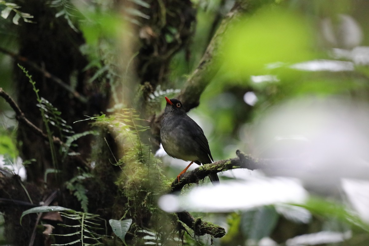 Slaty-backed Nightingale-Thrush - ML637262996