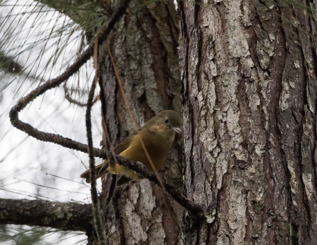 Bower's Shrikethrush - ML637263045