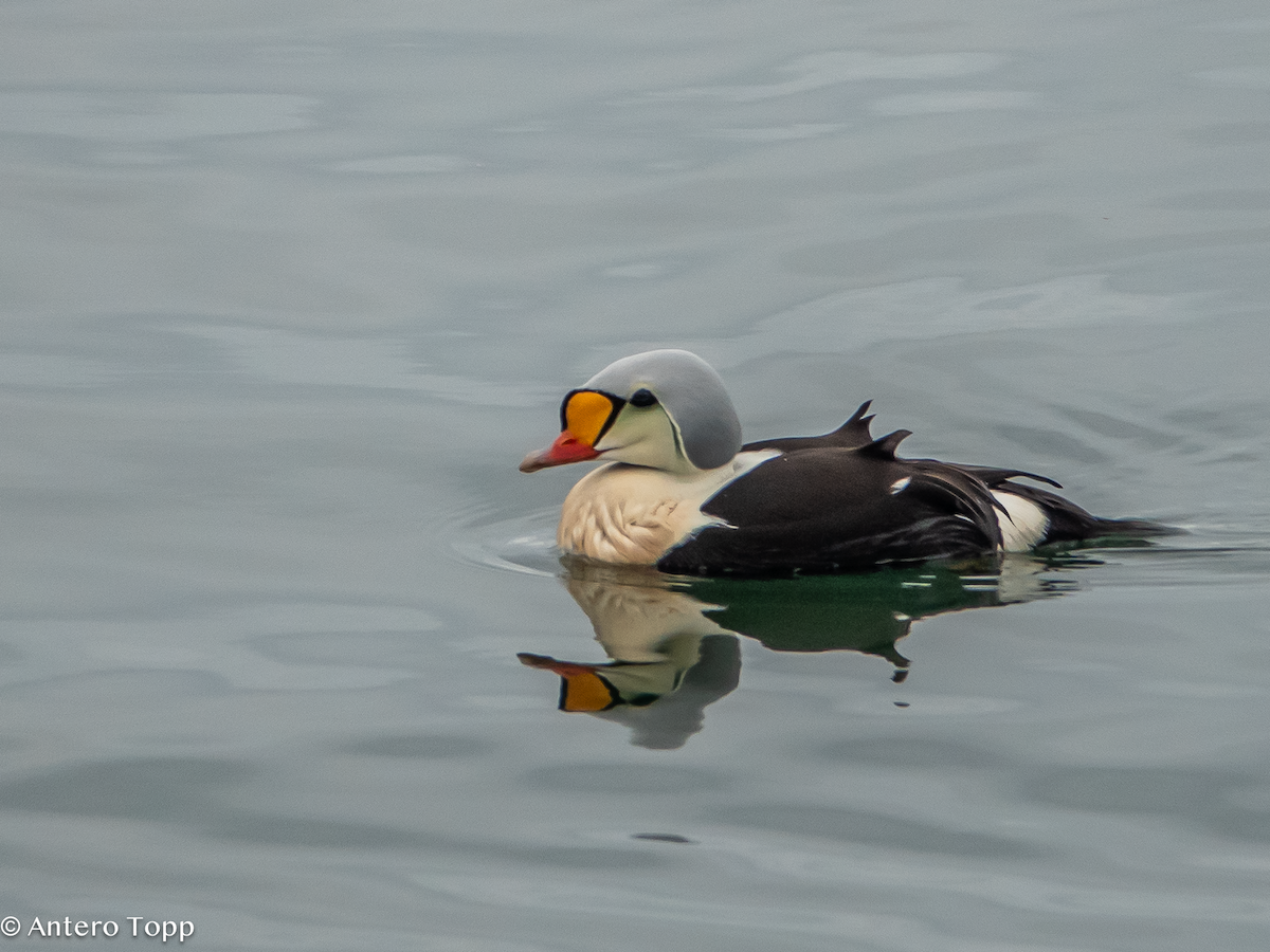 King Eider - ML637263076