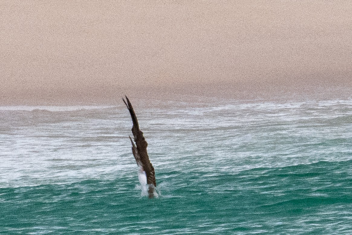 Blue-footed Booby - ML637263082