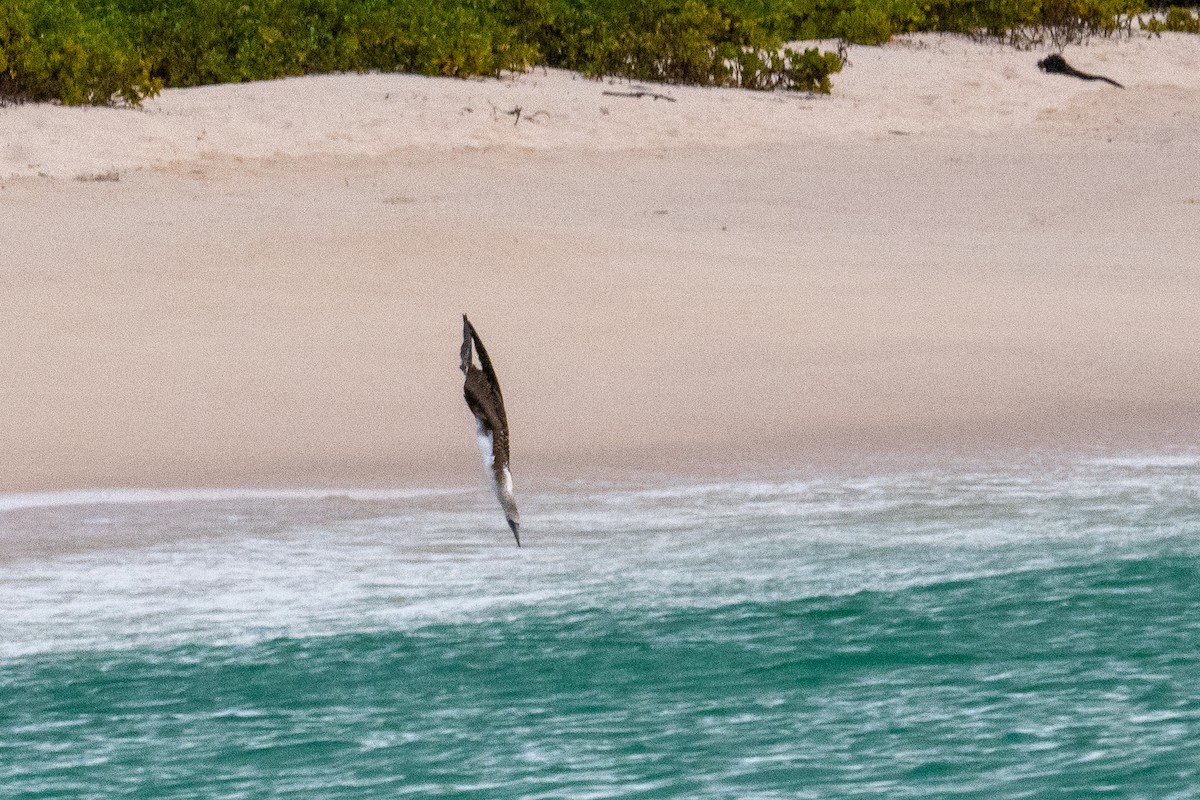 Blue-footed Booby - ML637263083
