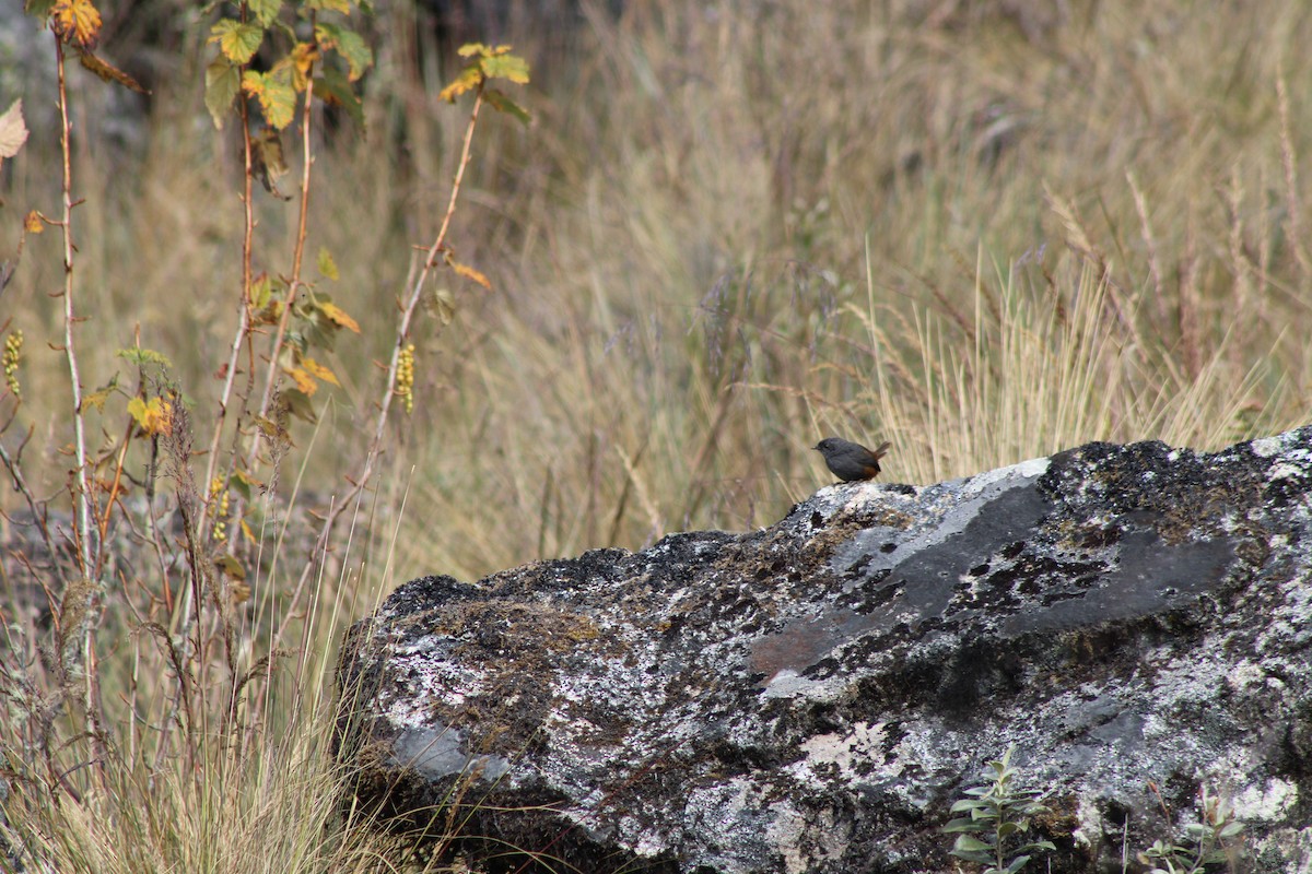 Vilcabamba Tapaculo - ML637263152