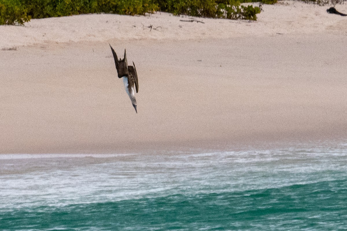 Blue-footed Booby - ML637263175