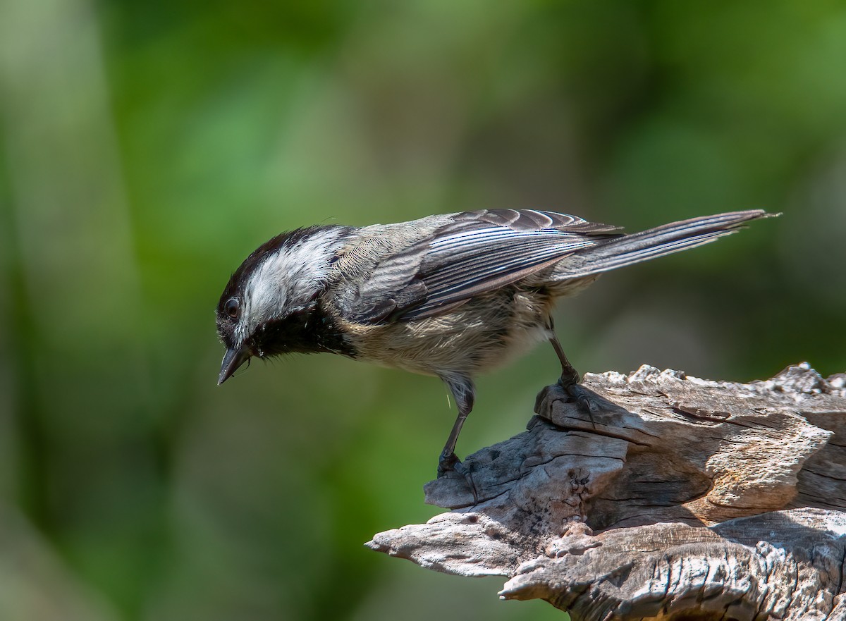 Mésange à tête noire - ML637263247